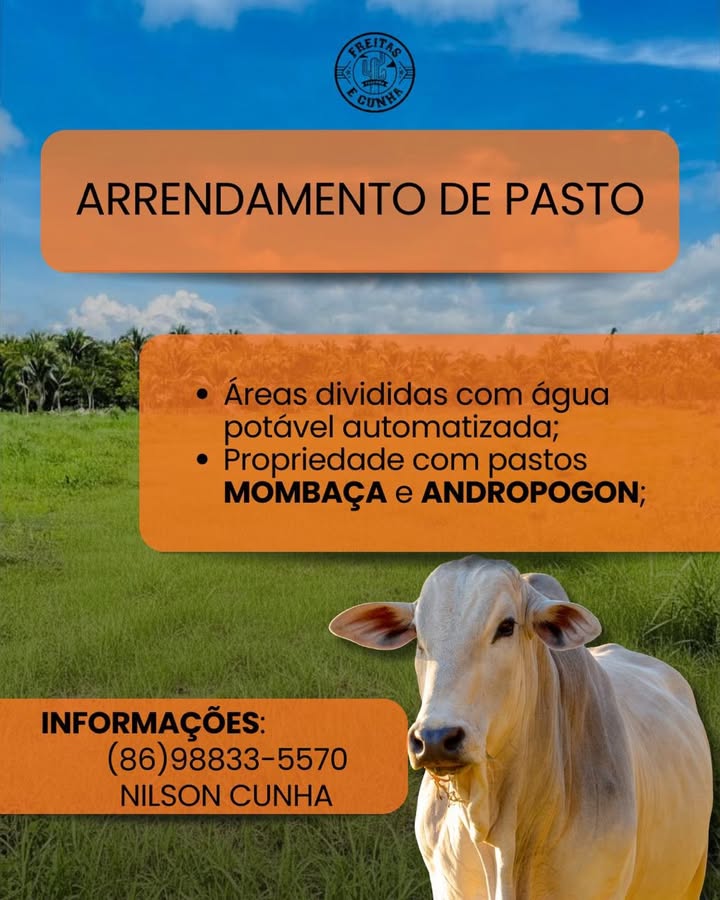 Informativo de Arrendamento de Pasto com capim Mombaça e Andropogon