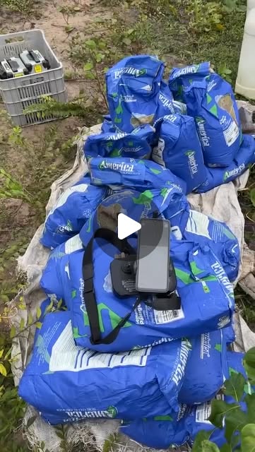 Dispersão aérea de sementes América de pastagem com Drone Agrícola
