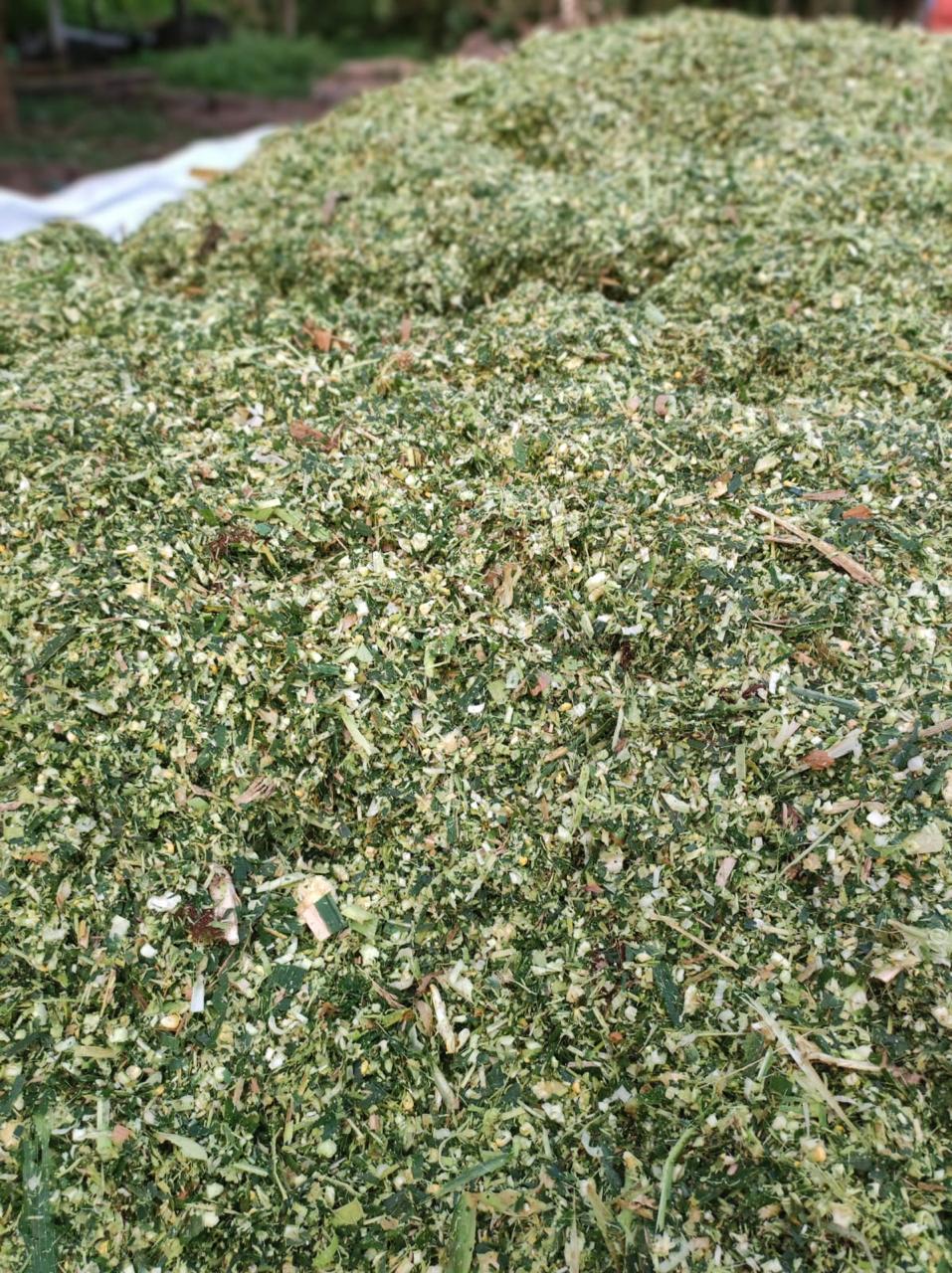 Padrão de picagem da forragem de milho da Fazenda Freitas e Cunha