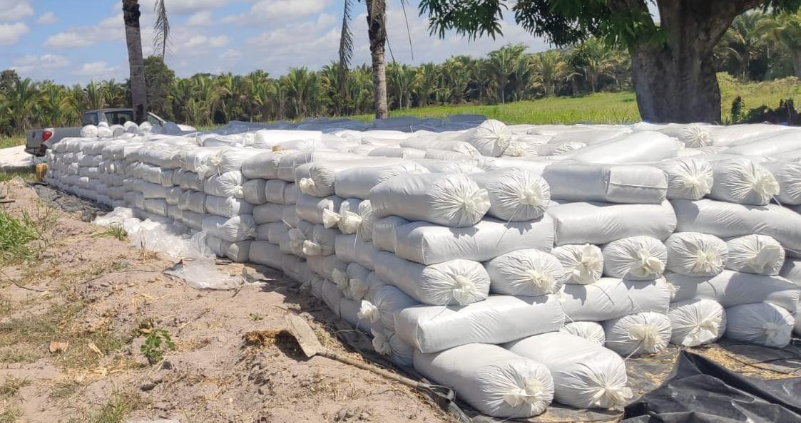 Fileiras de sacos de silagem de milho de 25 kg no campo da Fazenda Freitas e Cunha